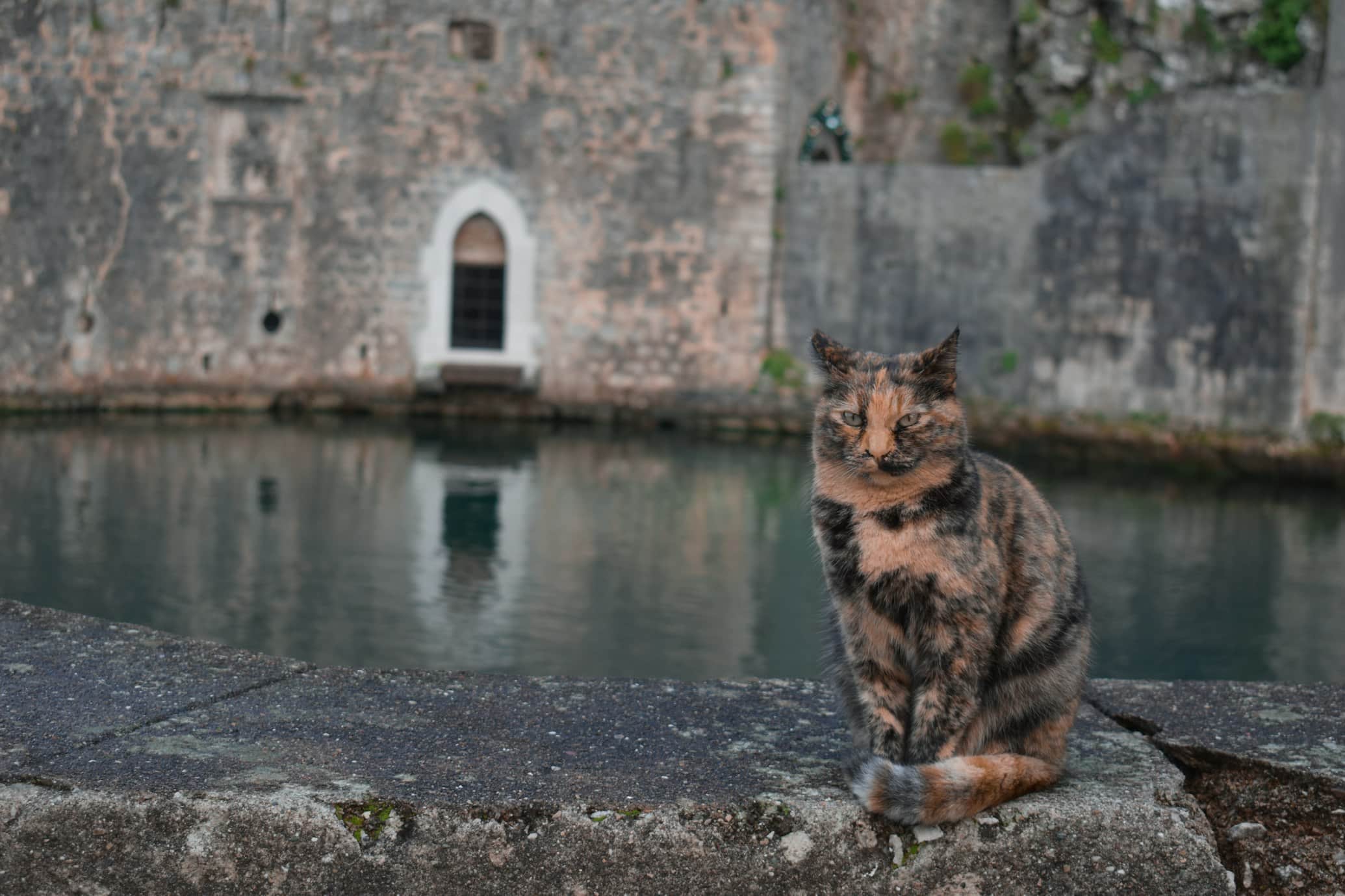Um gato malhado sentado num rebordo de pedra em frente a um fosso com paredes de pedra desgastadas e uma pequena porta em arco ao fundo, em Kotor, no Montenegro.