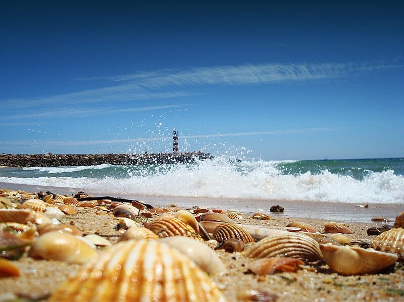 Conchas numa praia de areia com ondas a quebrar, um pontão rochoso ao longe e um farol sob um céu azul.